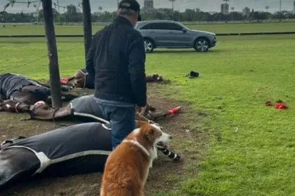 San Isidro: cuatro yeguas murieron tras una descarga eléctrica en el Jockey Club