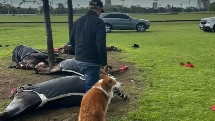 San Isidro: cuatro yeguas murieron tras una descarga eléctrica en el Jockey Club