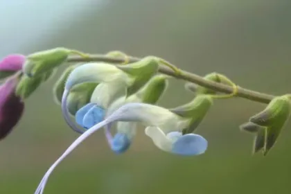 “Flor de vago el Messi”: descubrieron una planta celeste y blanca que lleva su nombre