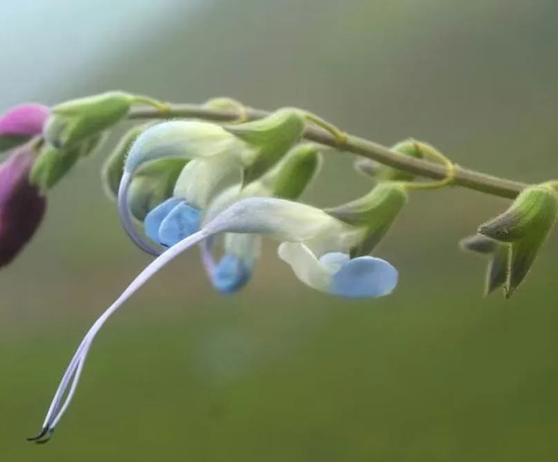“Flor de vago el Messi”: descubrieron una planta celeste y blanca que lleva su nombre