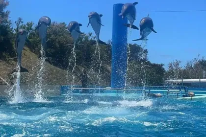 Quiebra del Aquarium: vendieron los últimos pingüinos mientras investigan muertes y desapariciones