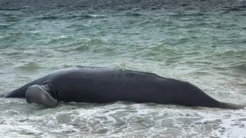 Una ballena muerta yace en aguas poco profundas junto a la costa.
