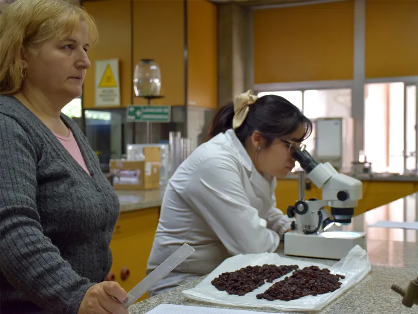 Una investigadora trabaja con un microscopio en un laboratorio universitario.