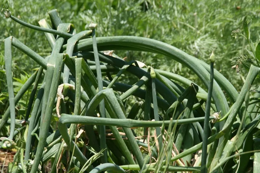 Hojas verdes de plantas de cebolla en un cultivo.