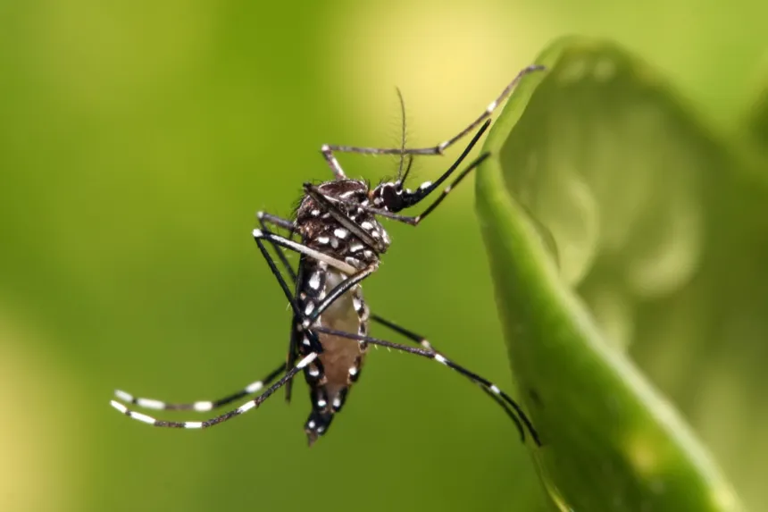 Mosquito Aedes aegypti posado sobre una hoja