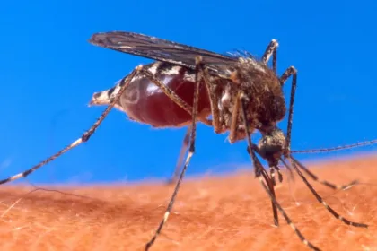 Un mosquito pica la piel de una persona.
