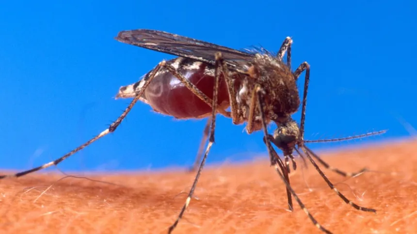 Un mosquito pica la piel de una persona.