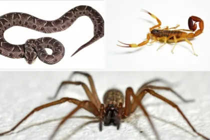 Serpiente, alacrán y araña sobre fondos claros.
