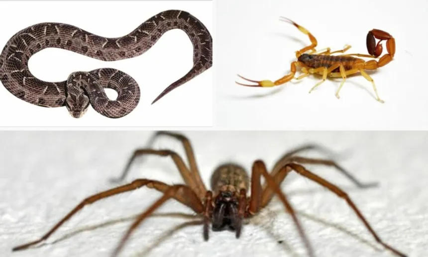Serpiente, alacrán y araña sobre fondos claros.