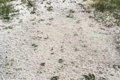 Granizo acumulado sobre el suelo y entre la vegetación.