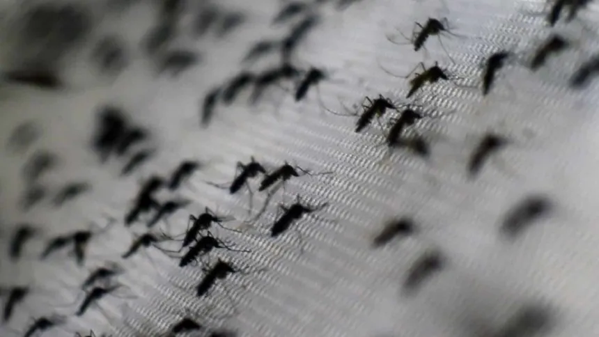 Mosquitos posados sobre una malla.
