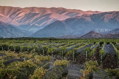San Juan ante el boom del cobre: qué oportunidades y riesgos enfrenta la vitivinicultura