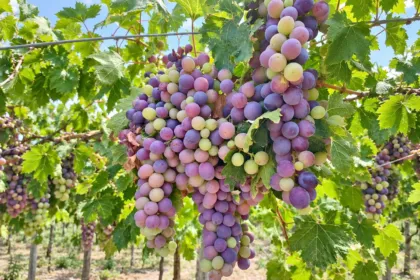 Racimos de uvas en las vides de un viñedo.