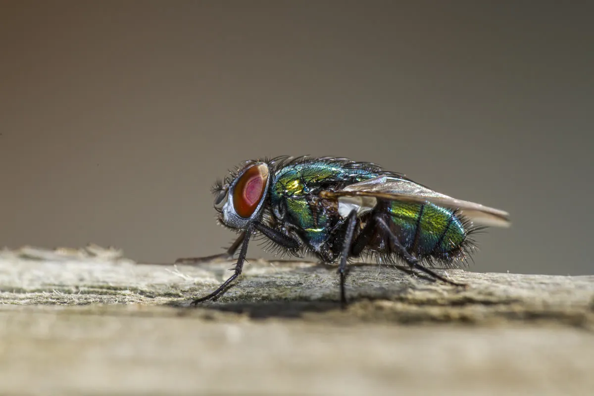 Mosca de color verde metálico vista de costado, en macro.