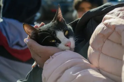 Una persona sostiene en brazos a un gato blanco y negro.