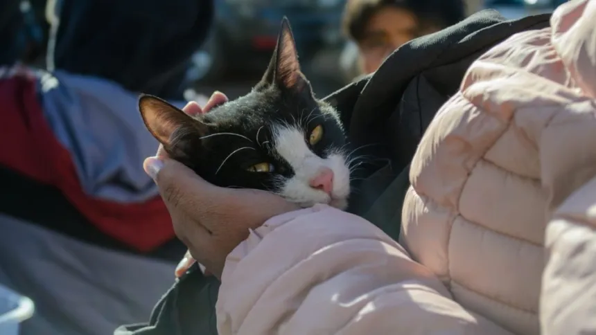 Una persona sostiene en brazos a un gato blanco y negro.