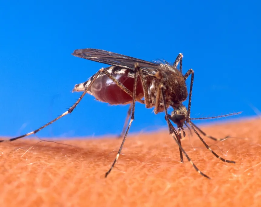 Un mosquito pica la piel de una persona.