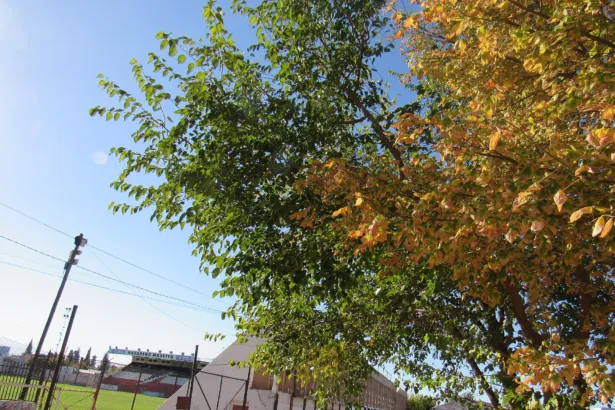 Cancha de Deportivo Maipú vista desde la calle, detrás de un alambrado y árboles.