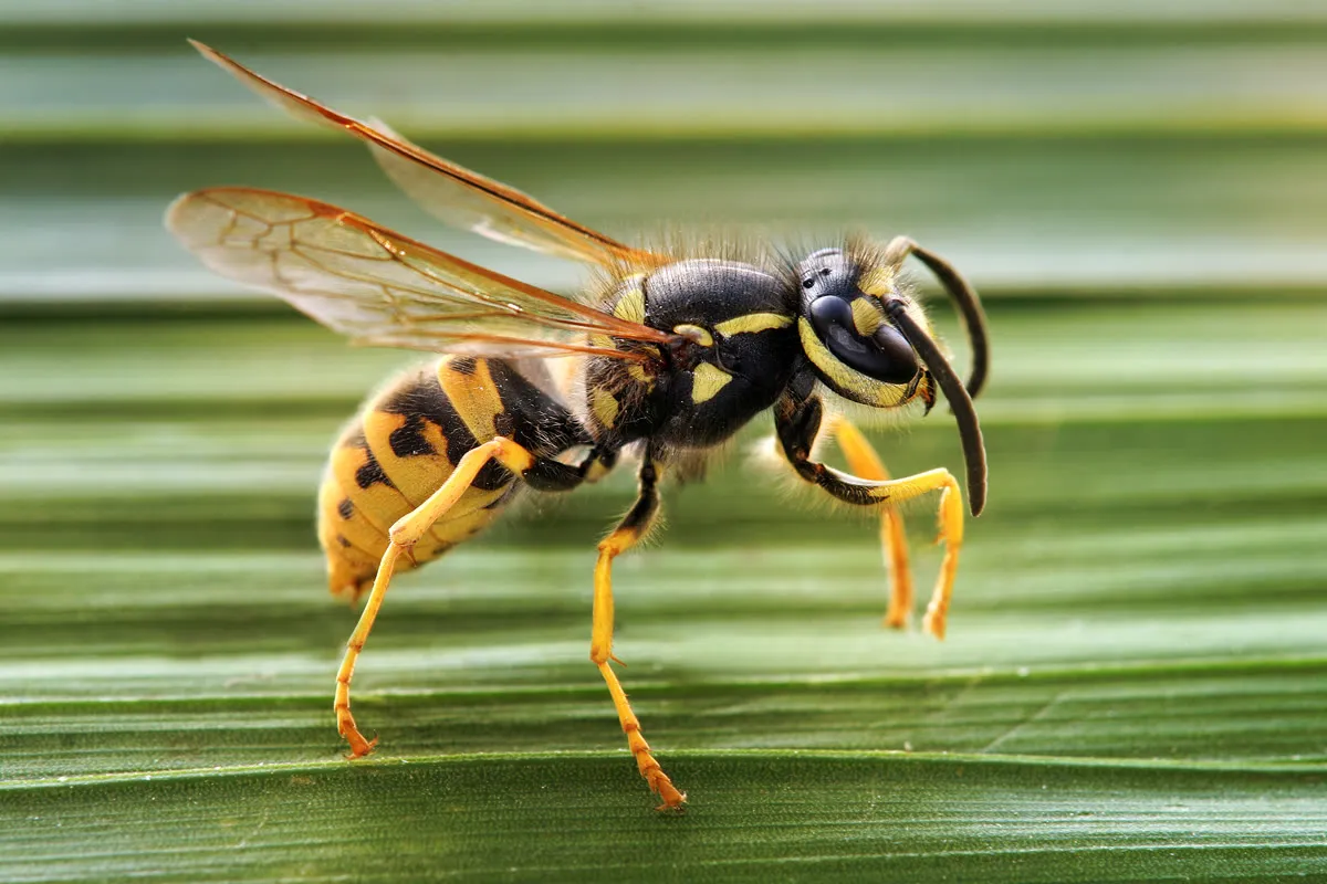 Avispa amarilla y negra posada sobre una hoja.
