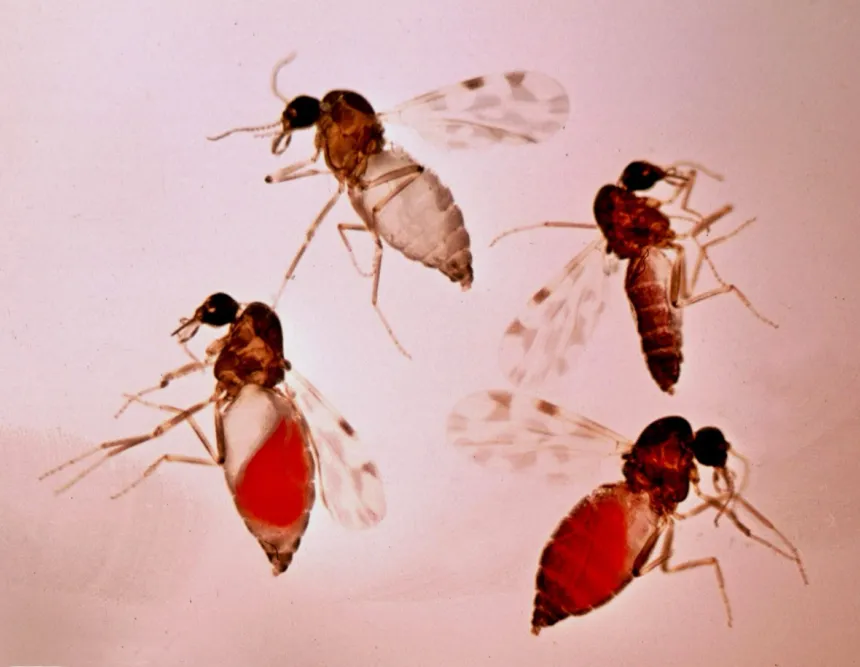 Jejenes del género Culicoides, los insectos que transmiten el virus Shamonda, vistos al microscopio.