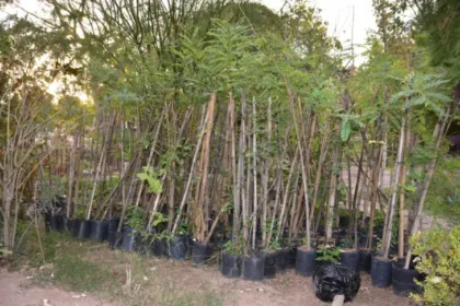 San Juan entregó 8.500 árboles para los 19 departamentos y supervisará su plantación